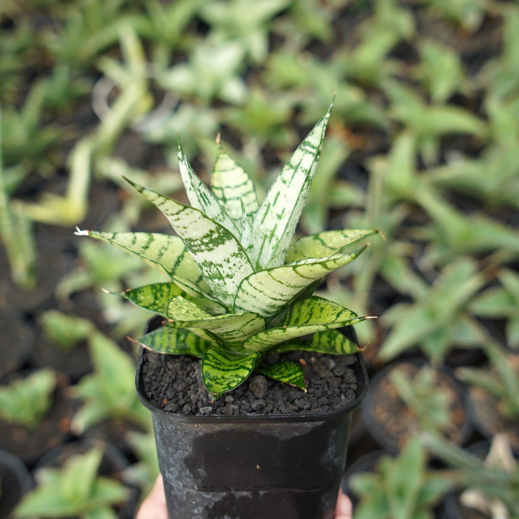Sansevieria Pandawa Succulentasia sansevieria-pandawa-succulentasia