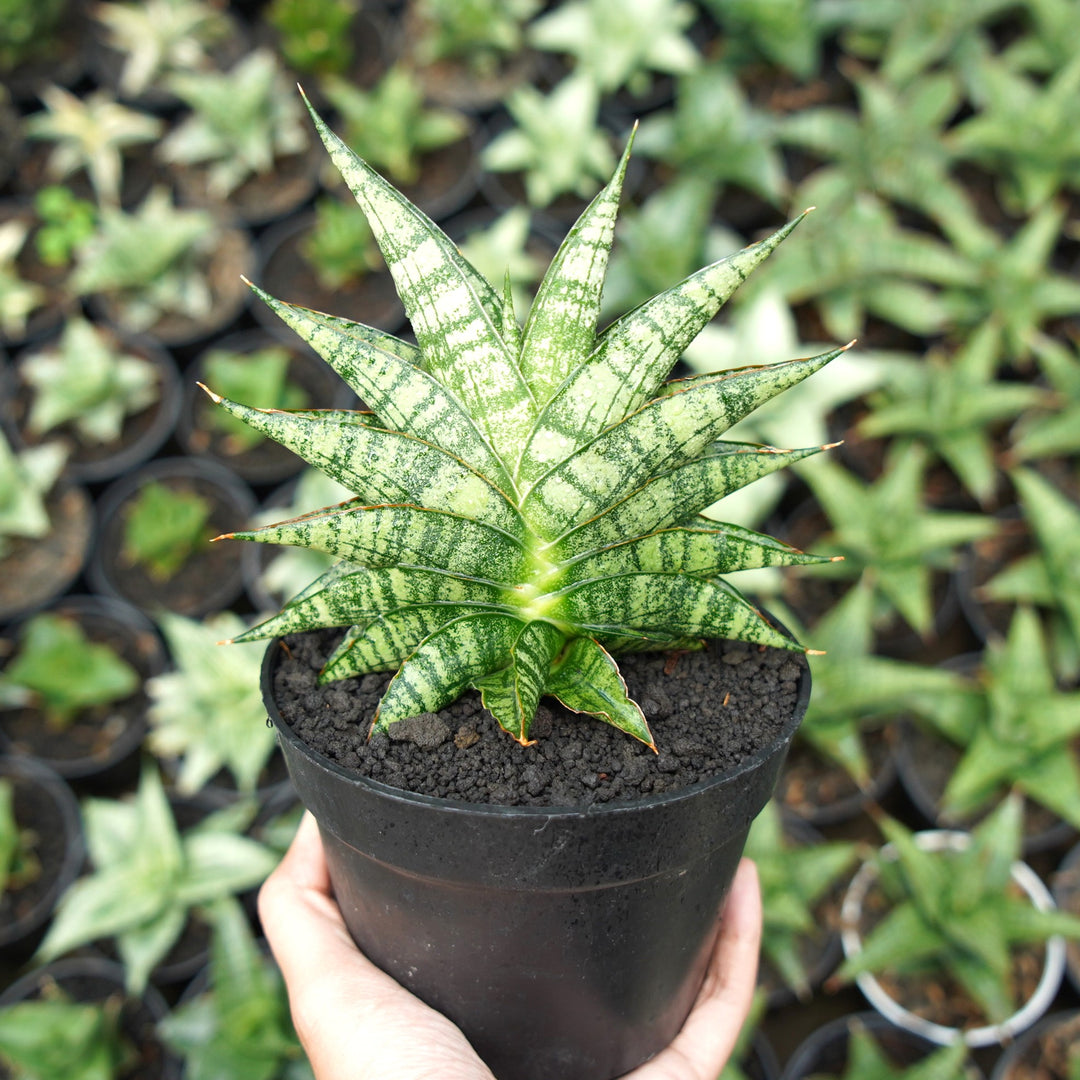 Sansevieria Aff Sindoro