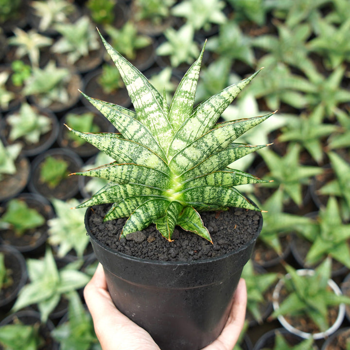 Sansevieria Aff Sindoro