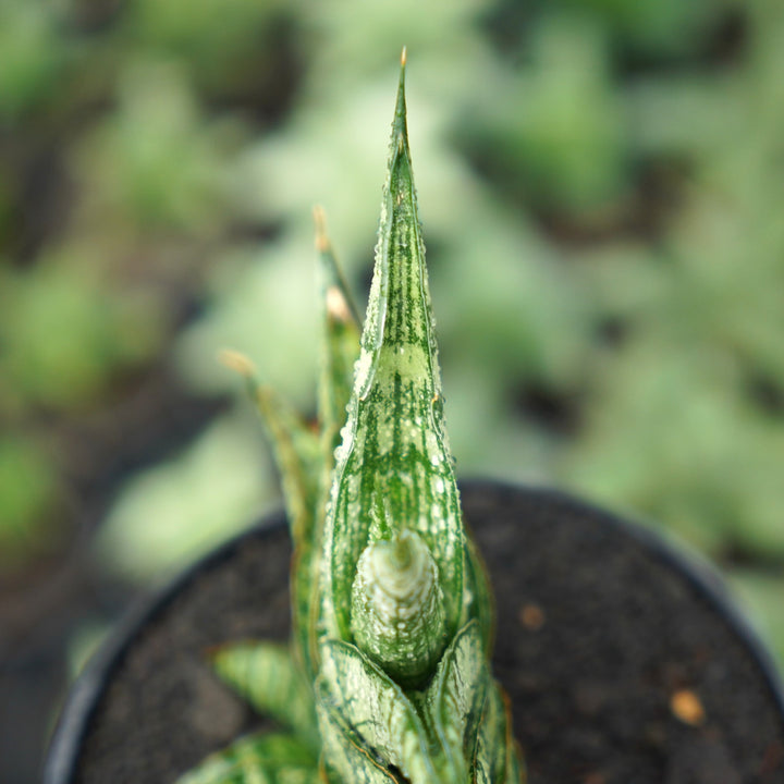 Sansevieria Aff Sindoro