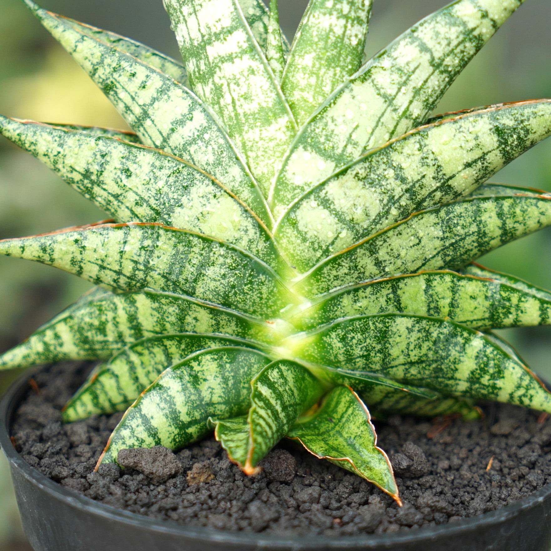 sansevieria sindoro Sansevieria Aff Sindoro