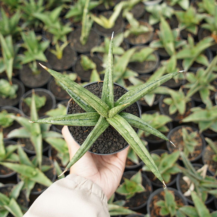 sansevieria albopilosa
