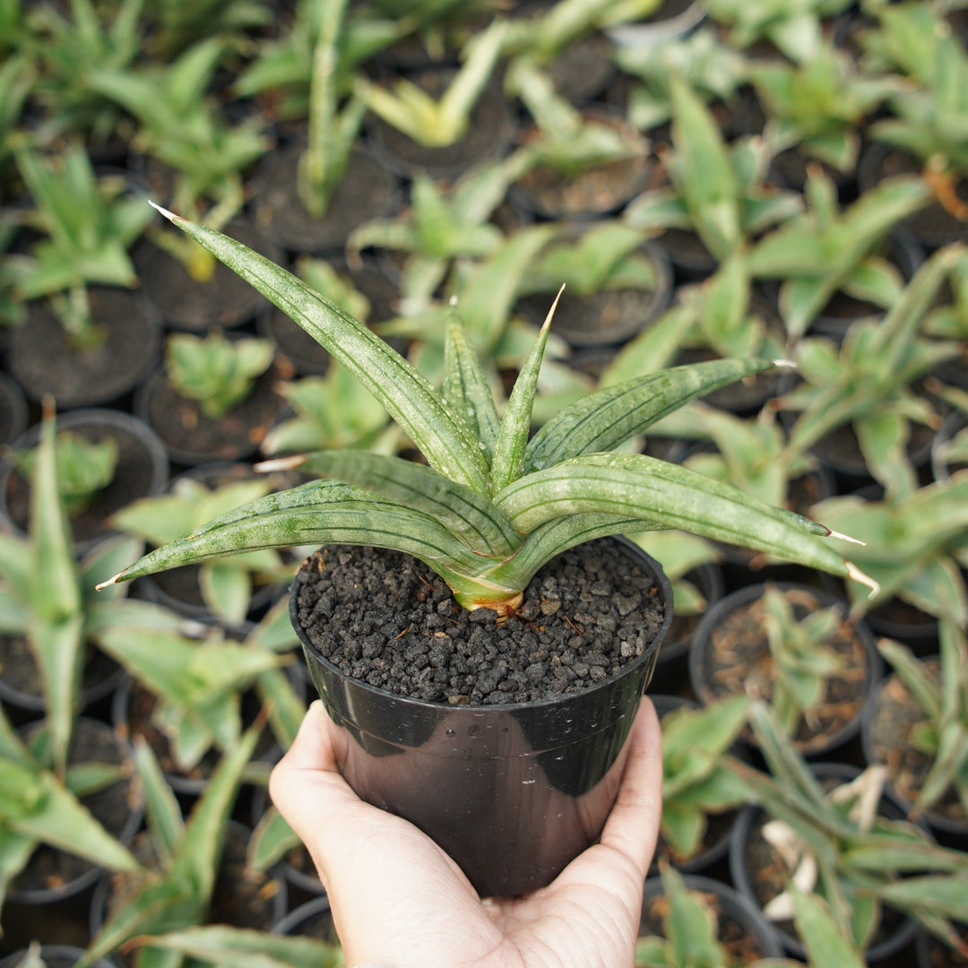 sansevieria albopilosa