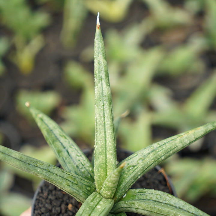 sansevieria albopilosa