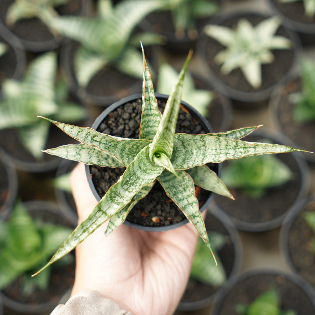 sansevieria gin Sansevieria Nogo Geni – Succulentasia