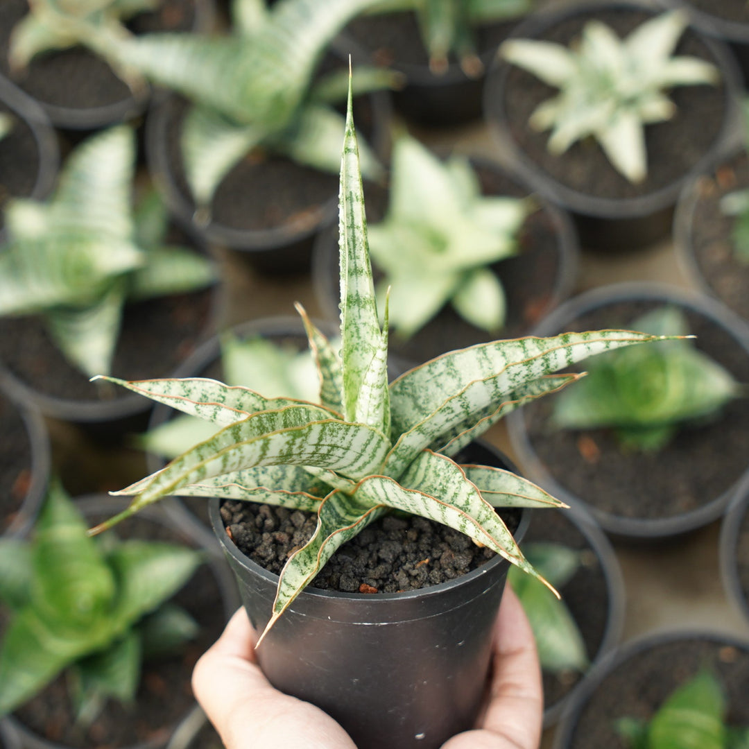 Sansevieria Nogo Geni