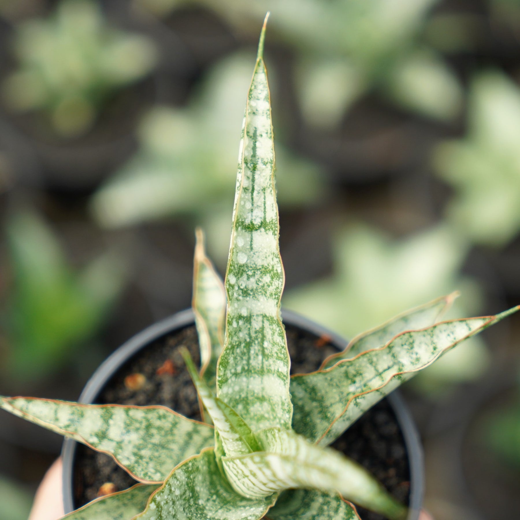 Sansevieria Nogo Geni Succulentasia sansevieria-nogo-geni-succulentasia