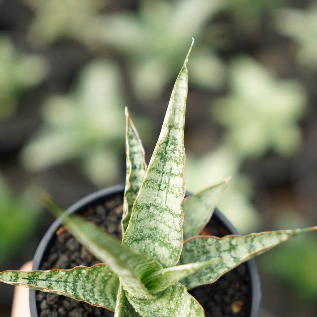 sansevieria gin Sansevieria Nogo Geni