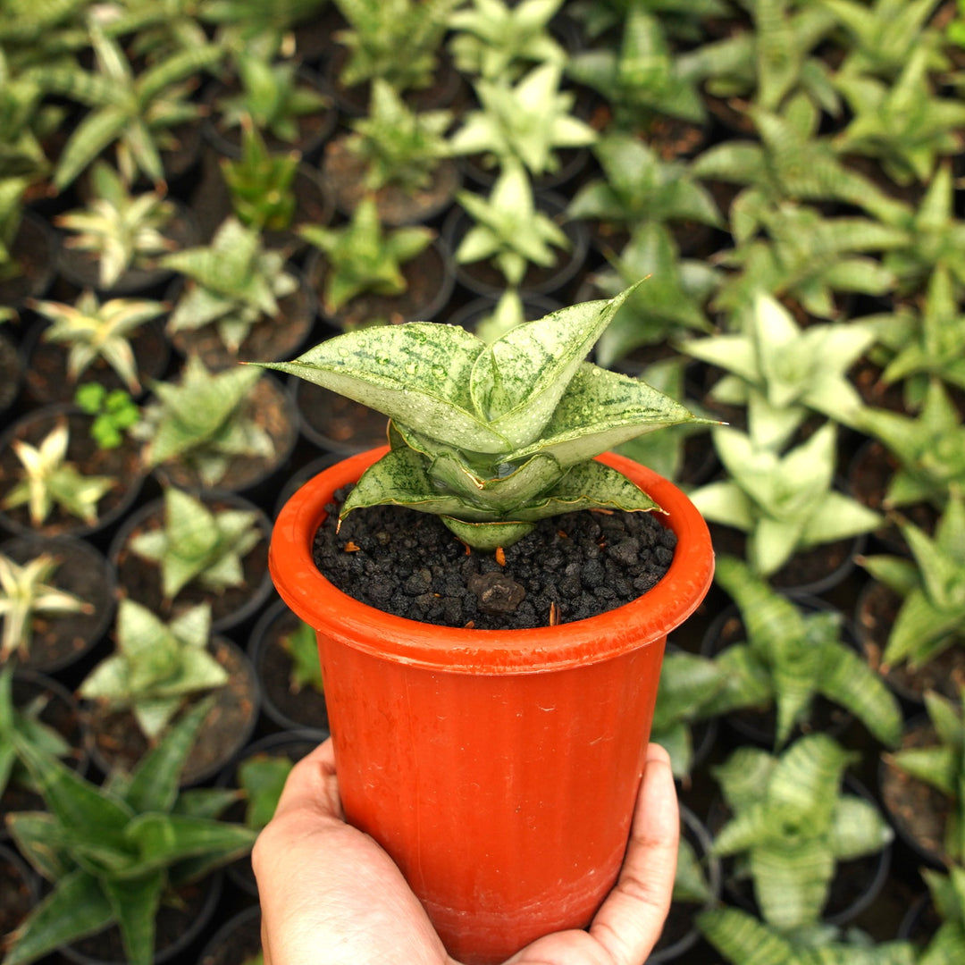 Sansevieria Dewa