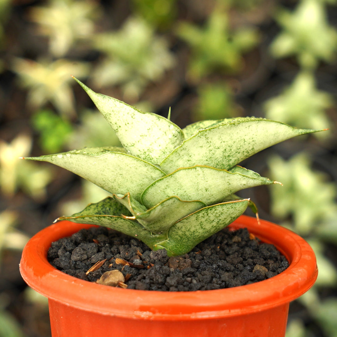 Sansevieria Dewa