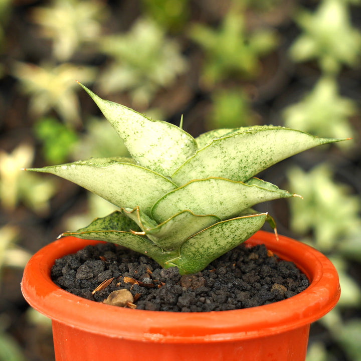 Sansevieria Dewa