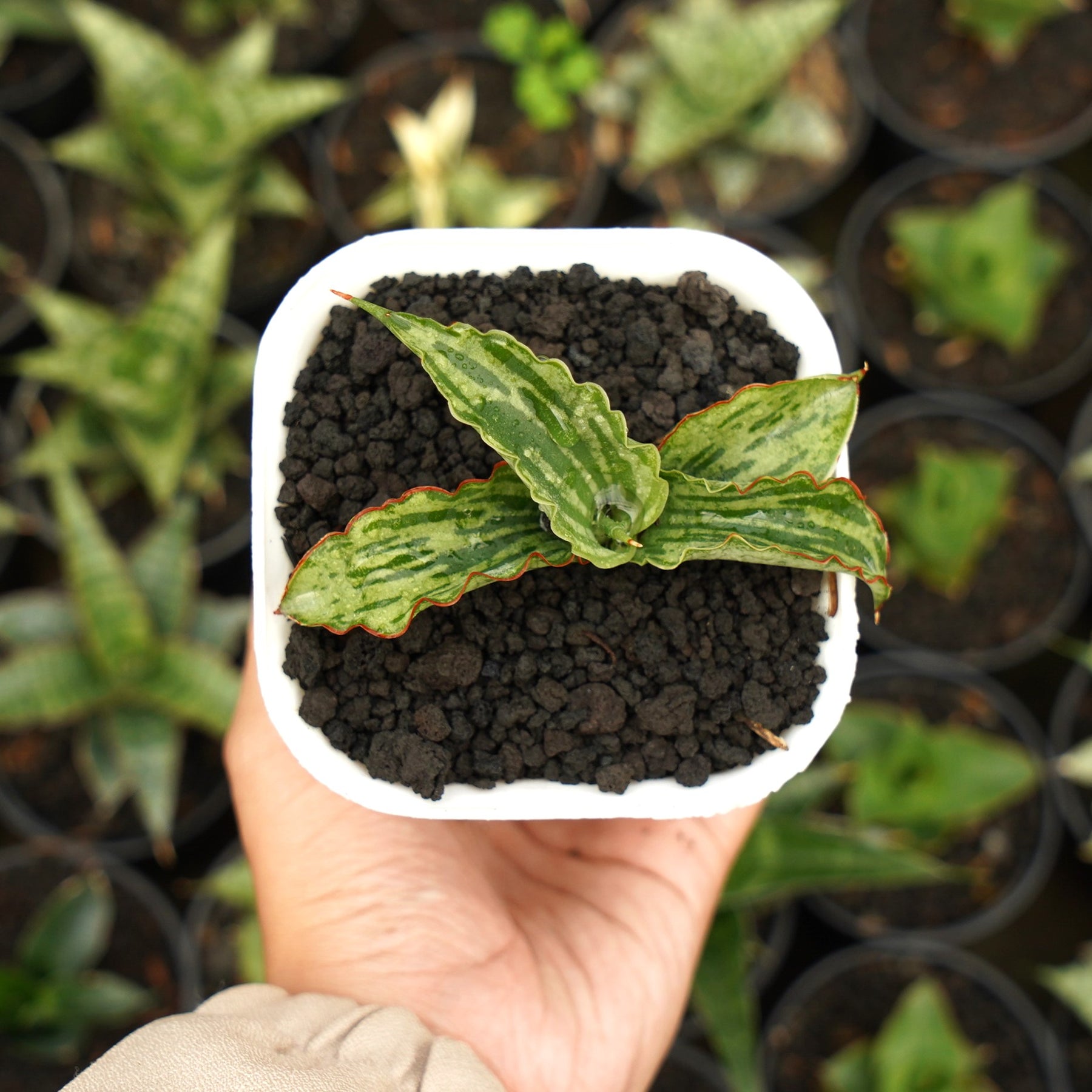 sansevieria water Sansevieria Watermelon – Succulentasia