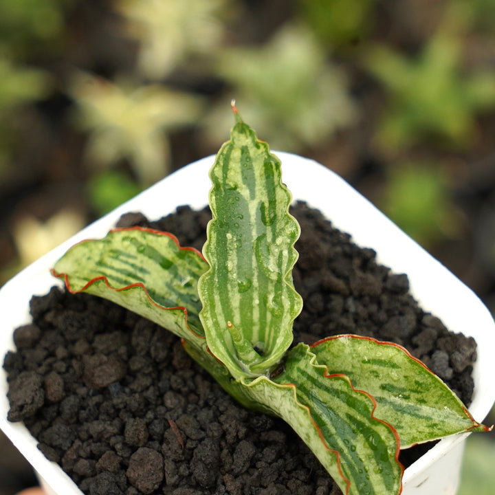 Sansevieria Watermelon