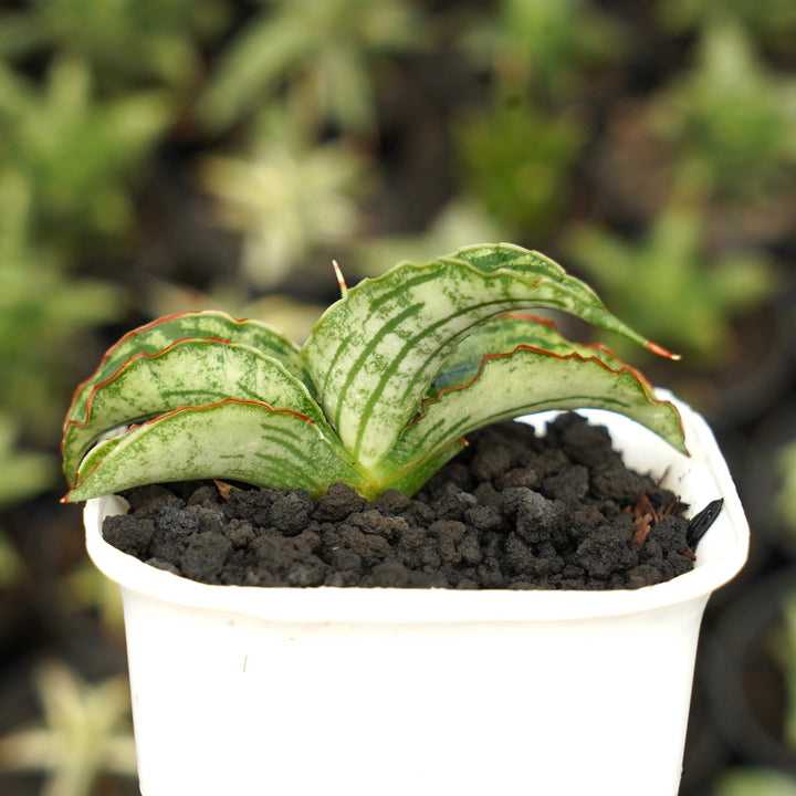 Sansevieria Watermelon