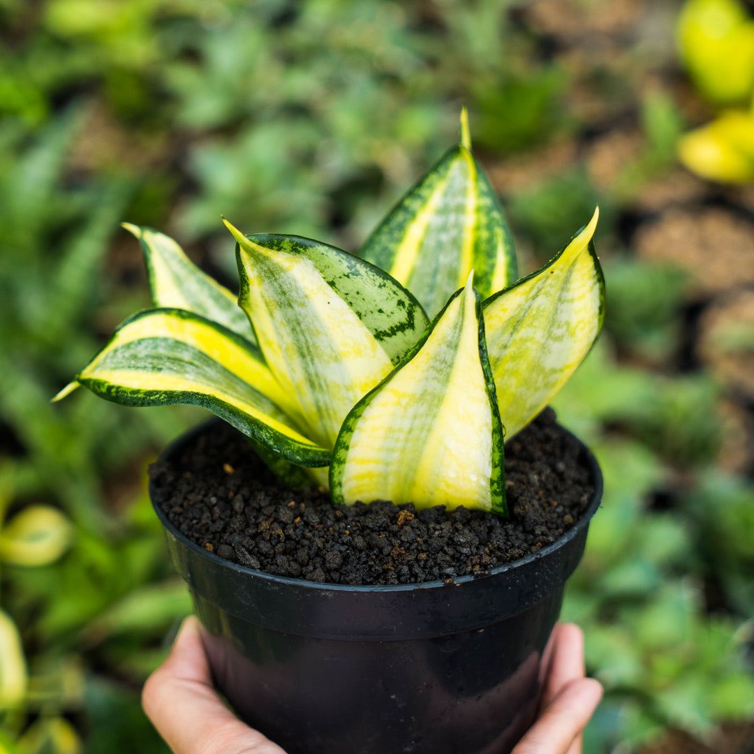 sansevieria luce Sansevieria lucille poland