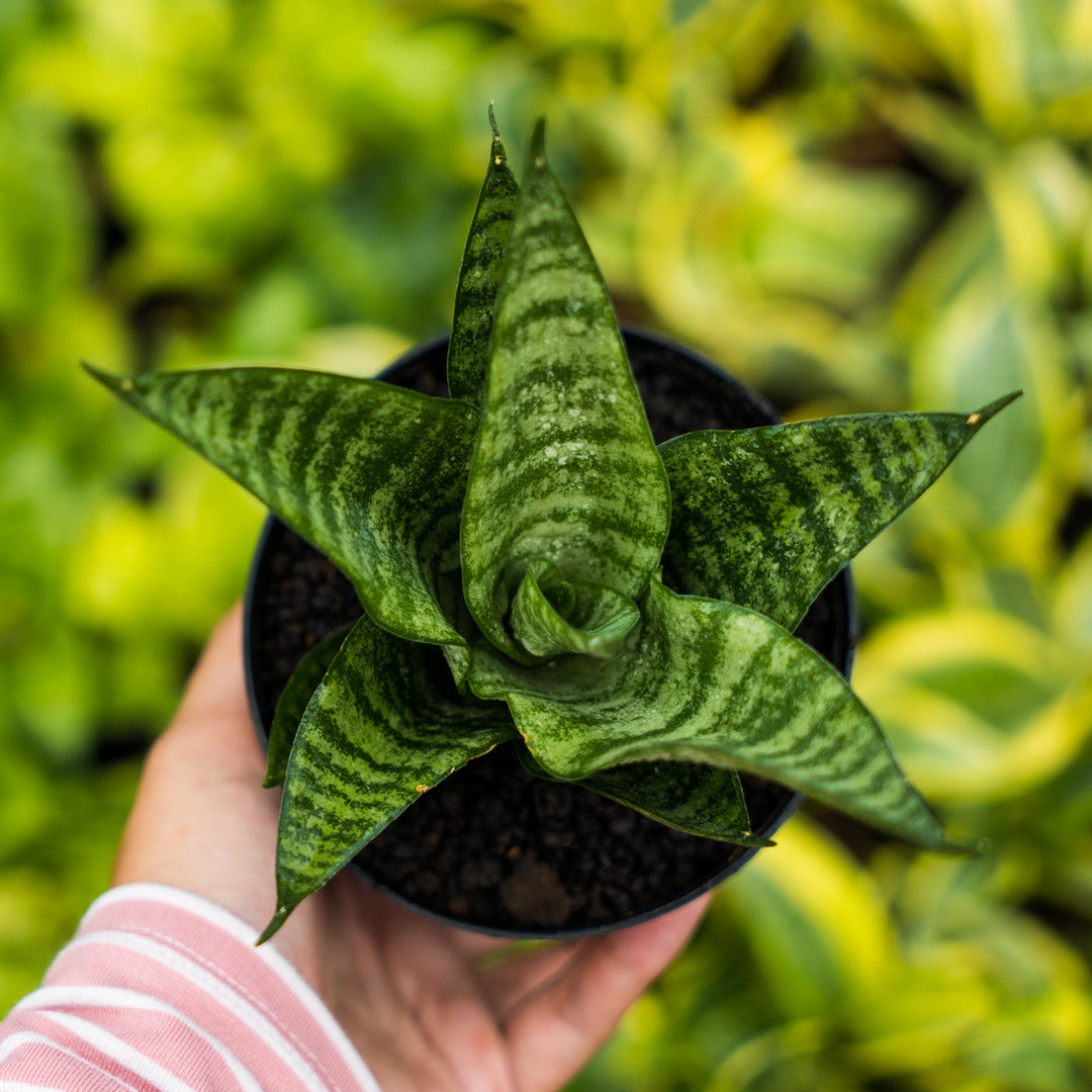 Sansevieria gabriel x cordova