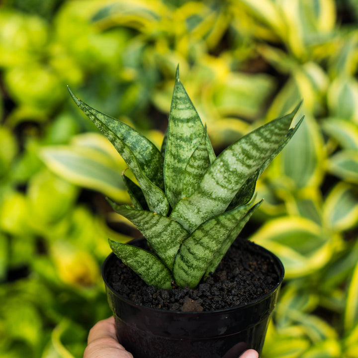 Sansevieria gabriel x cordova