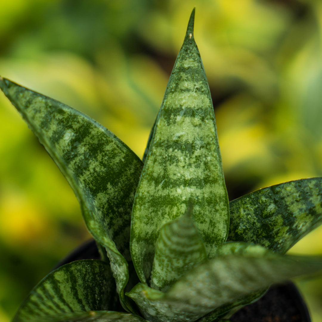 Sansevieria gabriel x cordova