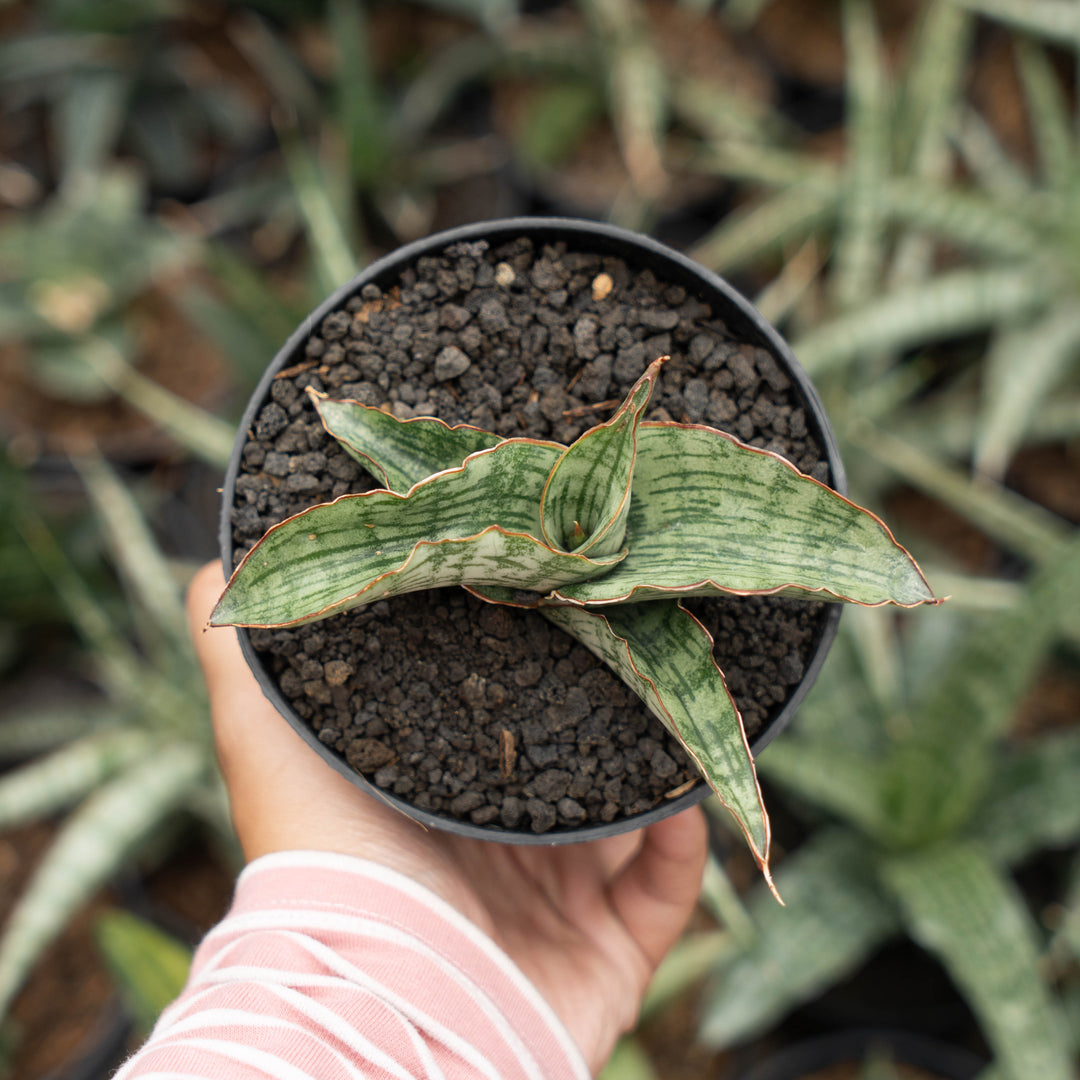 sansevieria gara-Succulentasia