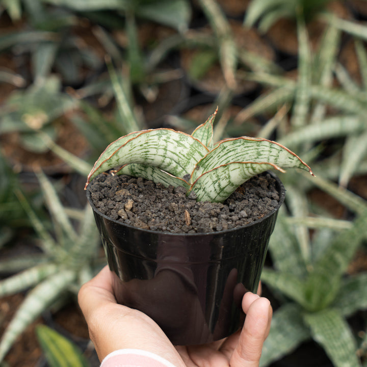 sansevieria gara-Succulentasia