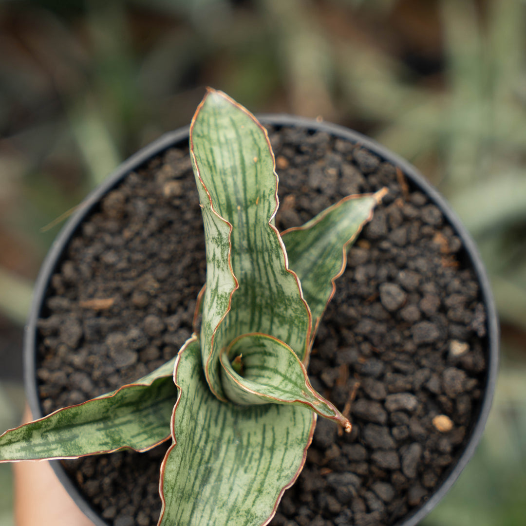 sansevieria gara-Succulentasia