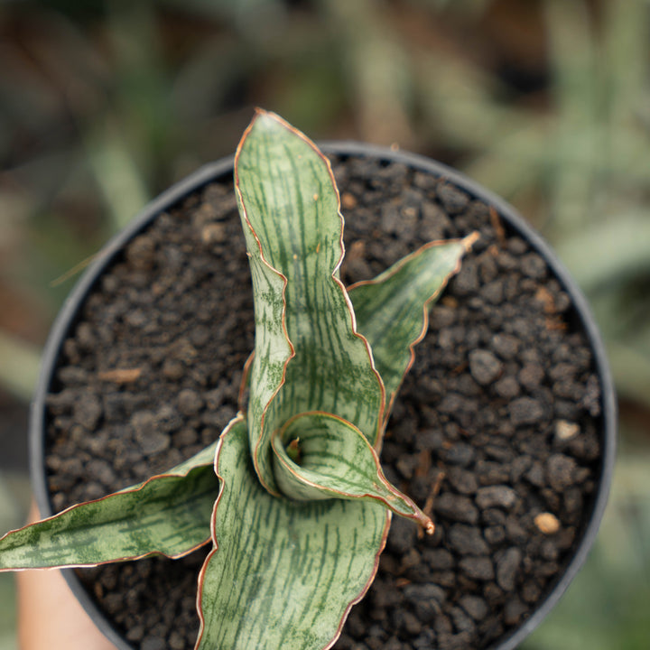 sansevieria gara-Succulentasia