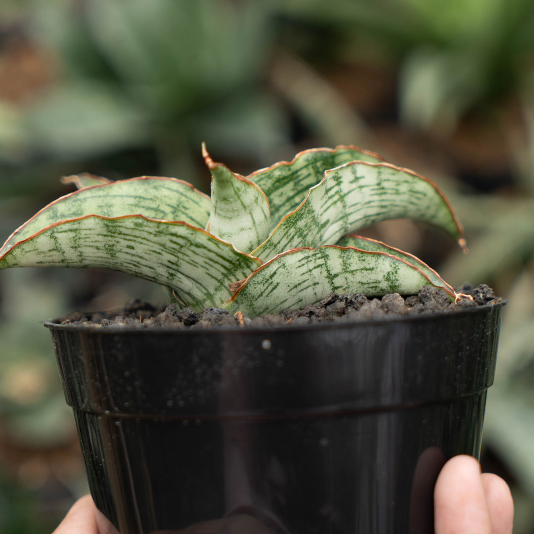 sansevieria gara-Succulentasia