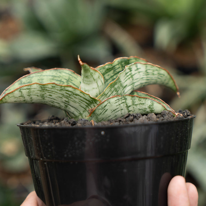 sansevieria gara-Succulentasia