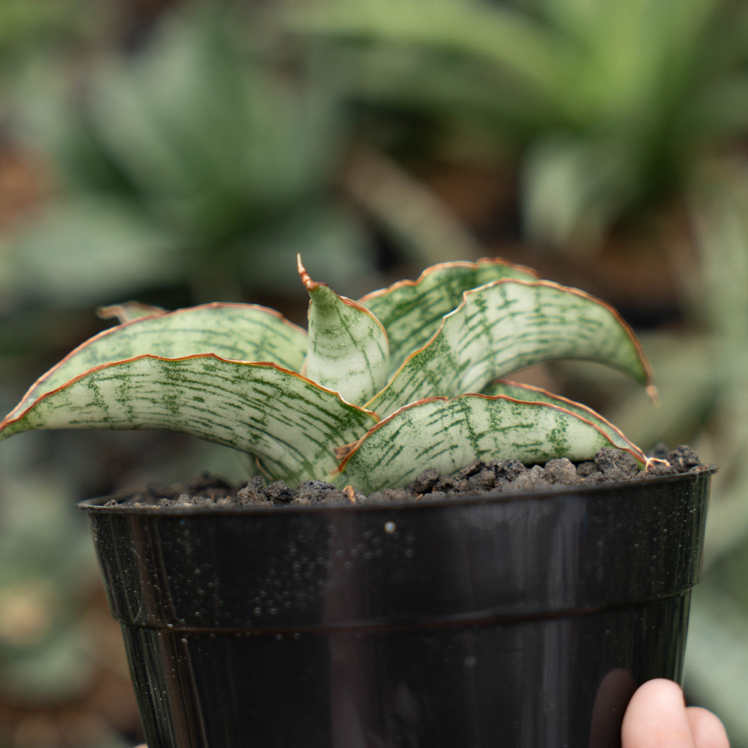 sansevieria gara-Succulentasia