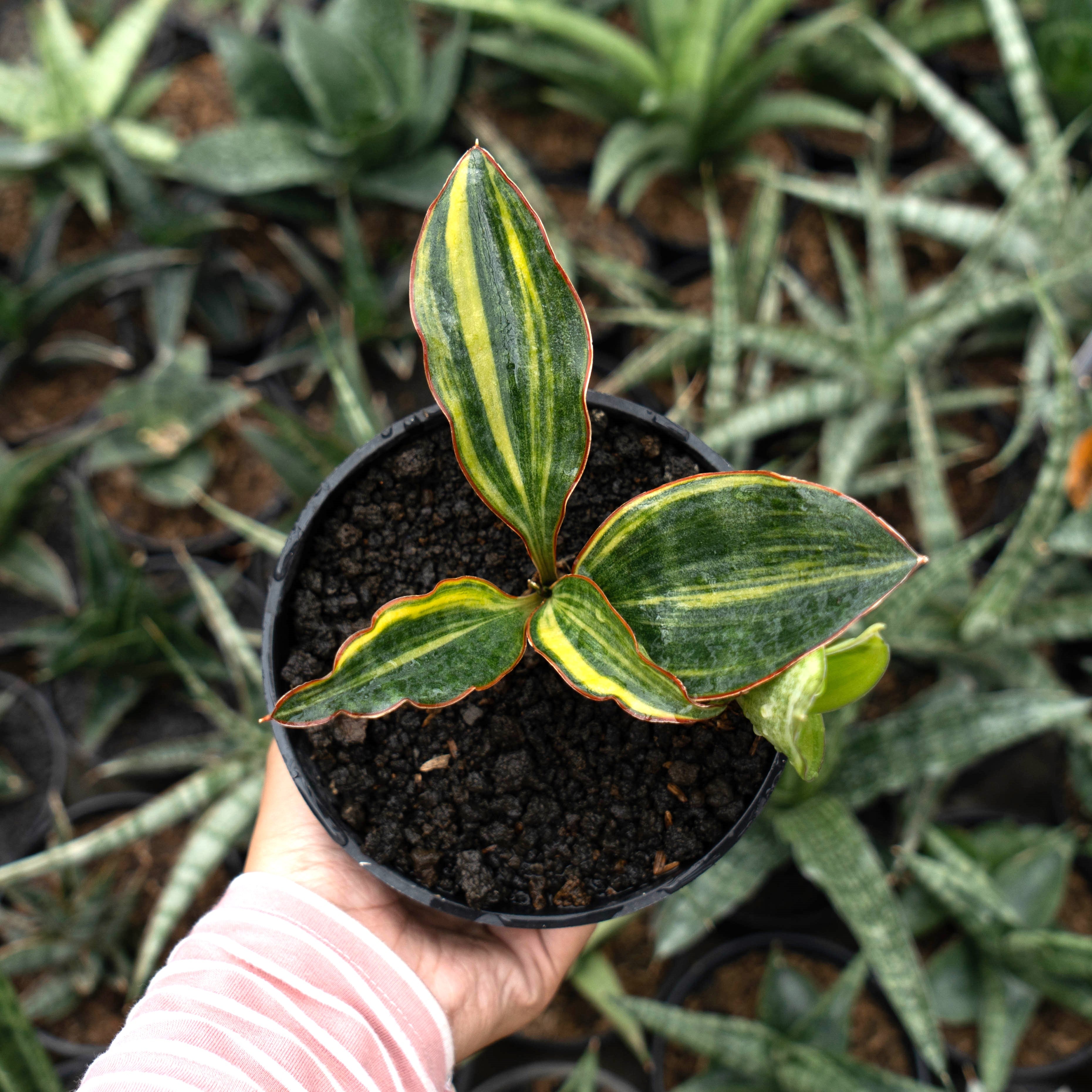Sansevieria – Tagged 