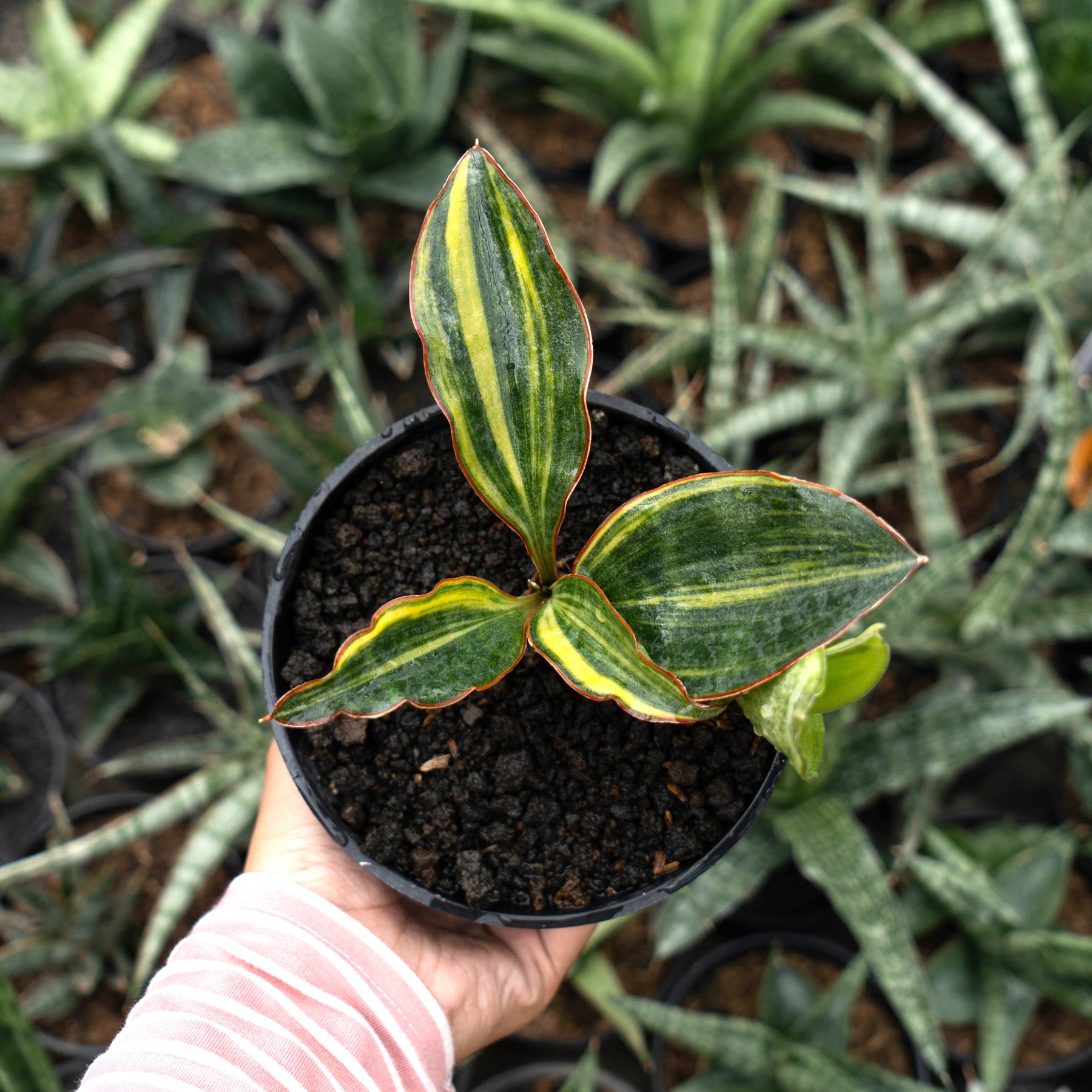 sansevieria macrophylla variegata Sansevieria Conshina Variegated – Succulentasia