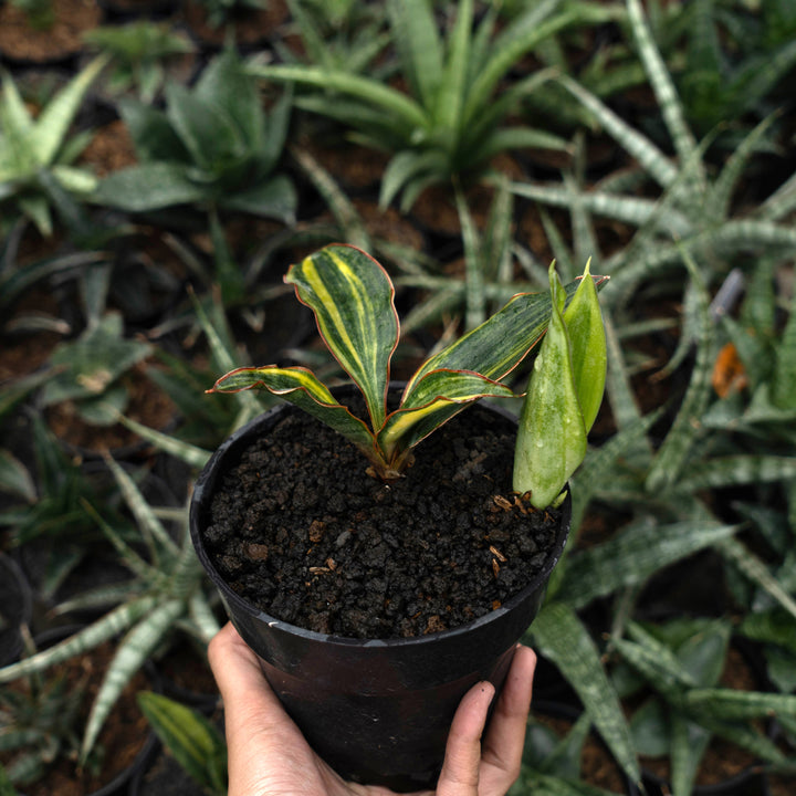 sansevieria conshina variegated-Succulentasia