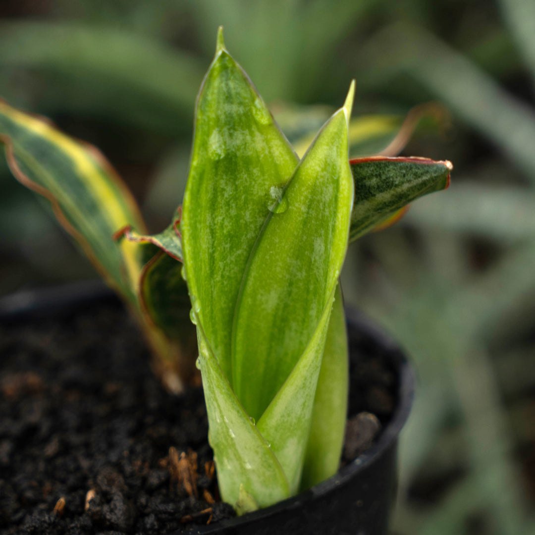 sansevieria conshina variegated-Succulentasia