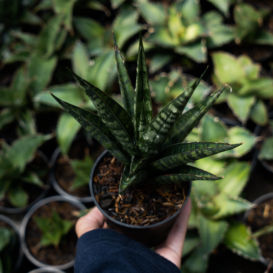 Sansevieria francisi x coco x cordova