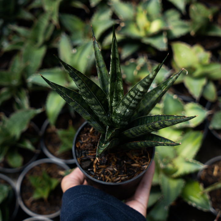 Sansevieria francisi x coco x cordova