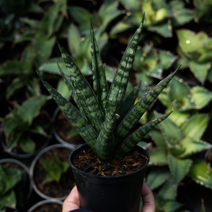 Sansevieria francisi x coco x cordova