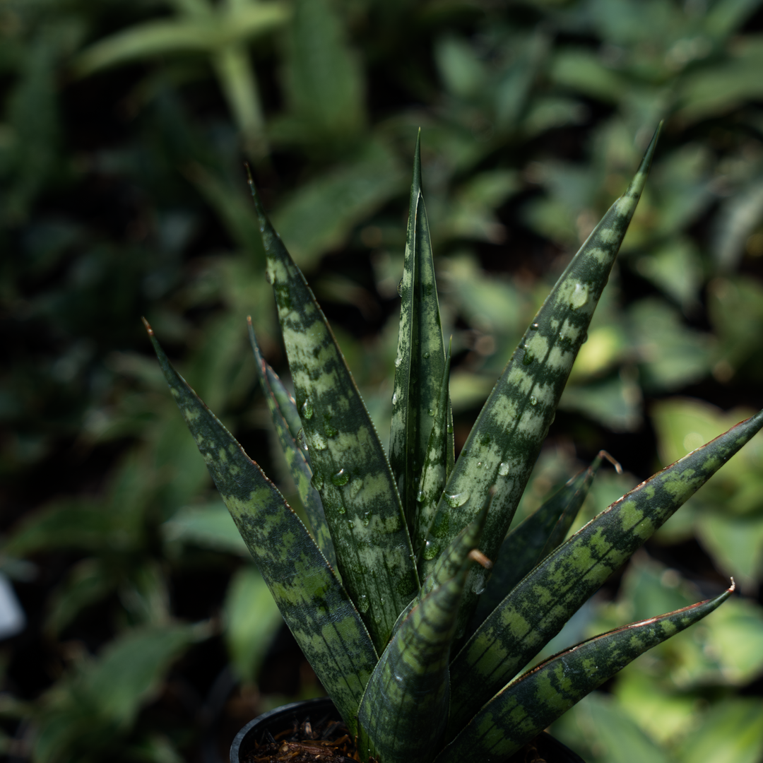 Sansevieria francisi x coco x cordova