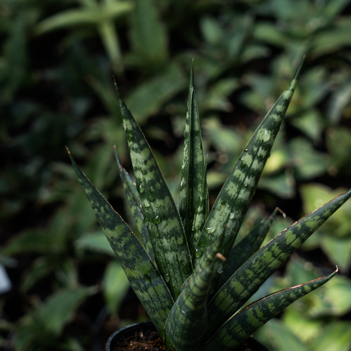 Sansevieria francisi x coco x cordova