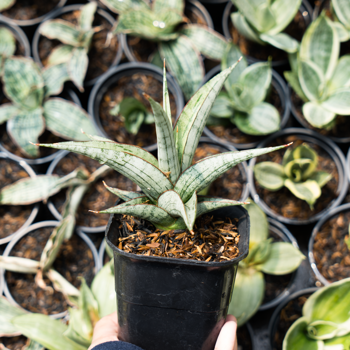 Sansevieria serayu – Succulentasia