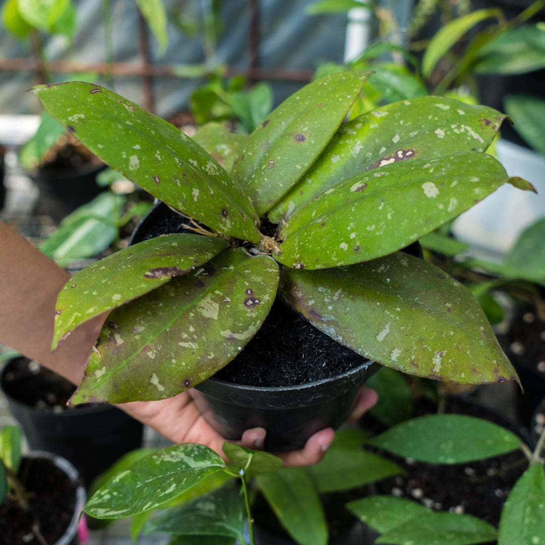 Hoya Buntokensis – Succulentasia