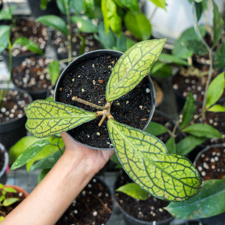 Hoya Sp Tanggamus