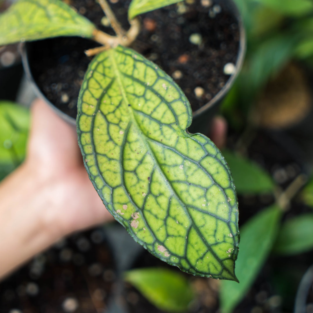 Hoya Sp Tanggamus