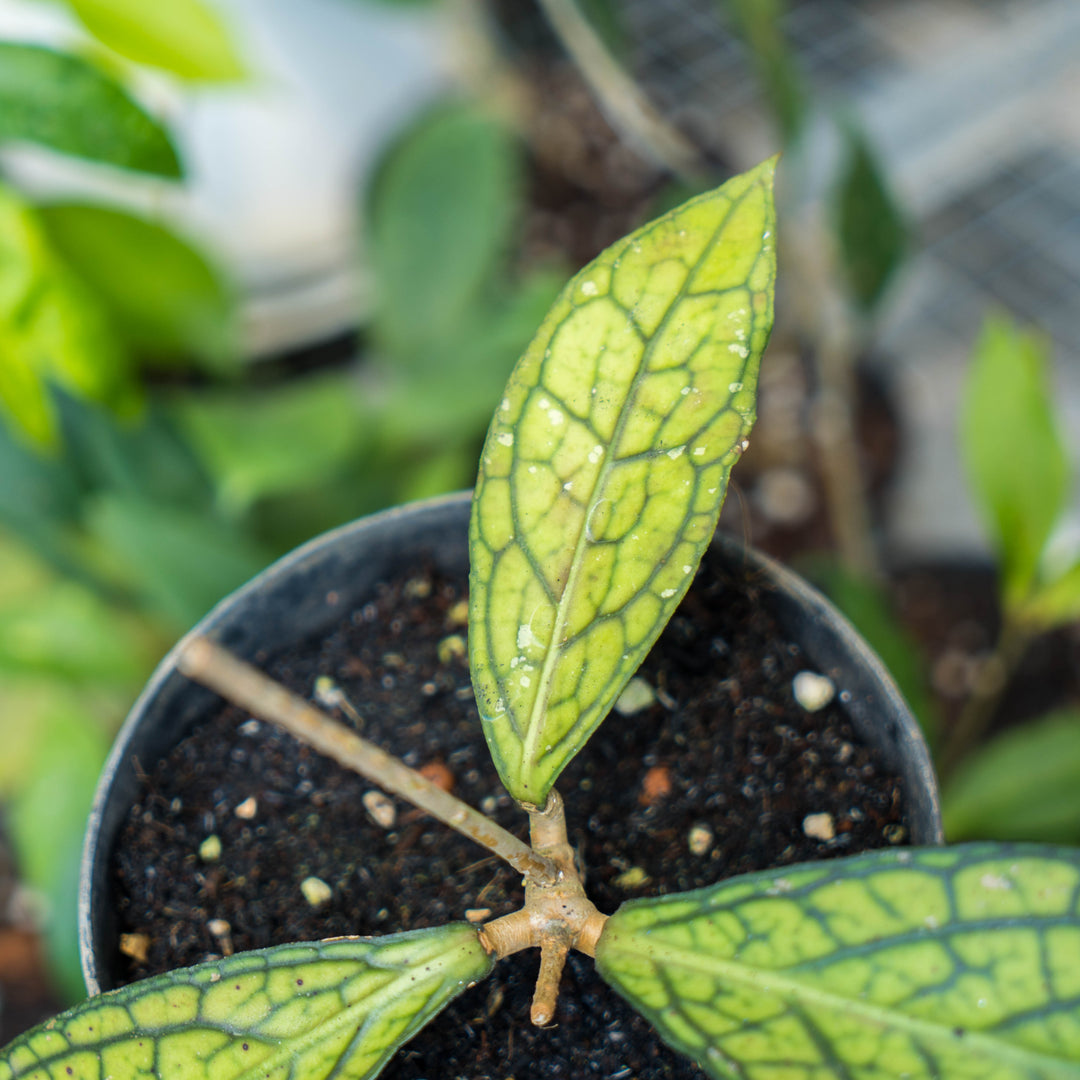 Hoya Sp Tanggamus