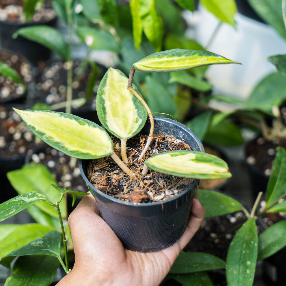 pot of gold plant care Hoya pot of gold – Succulentasia