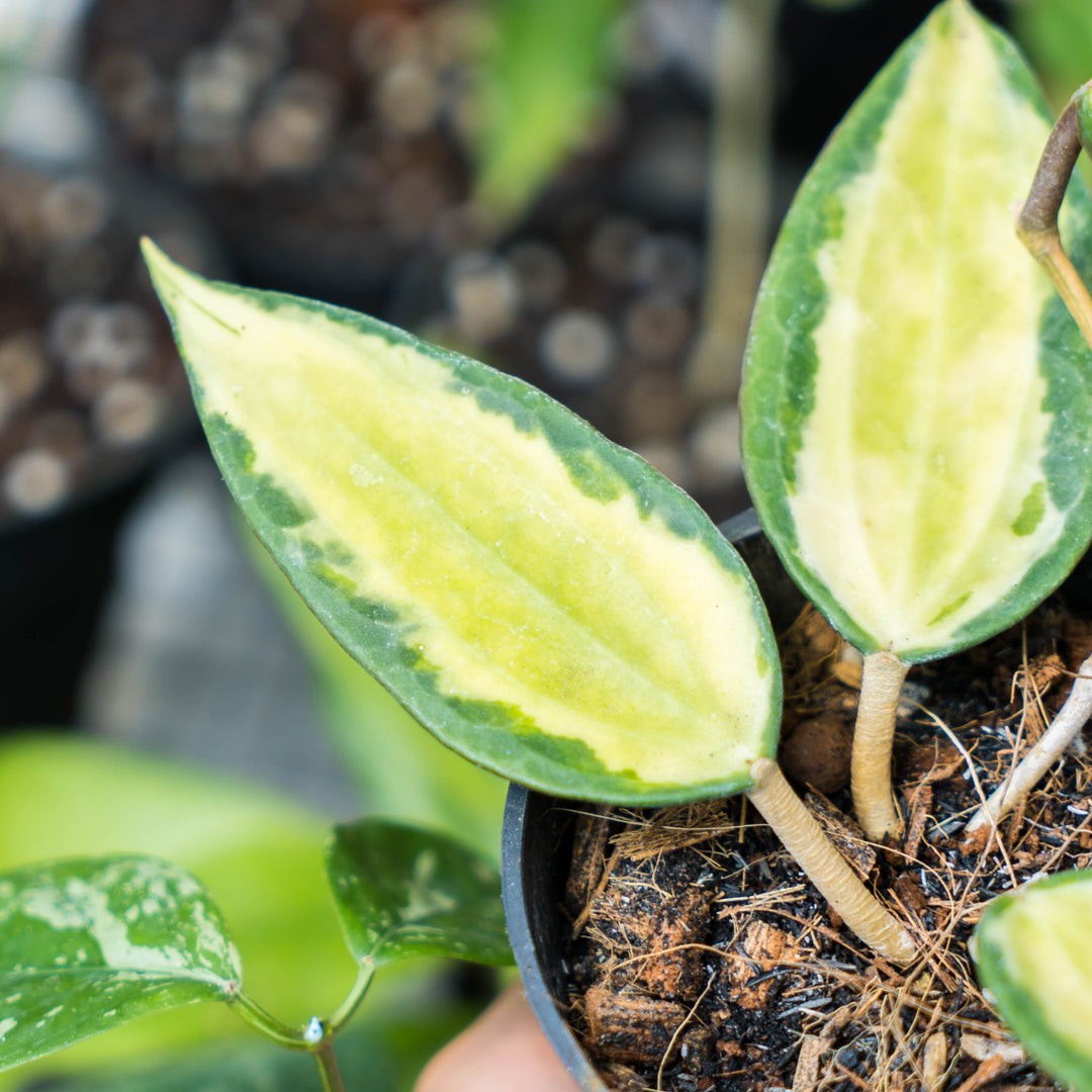 pot o gold plant Hoya pot of gold – Succulentasia