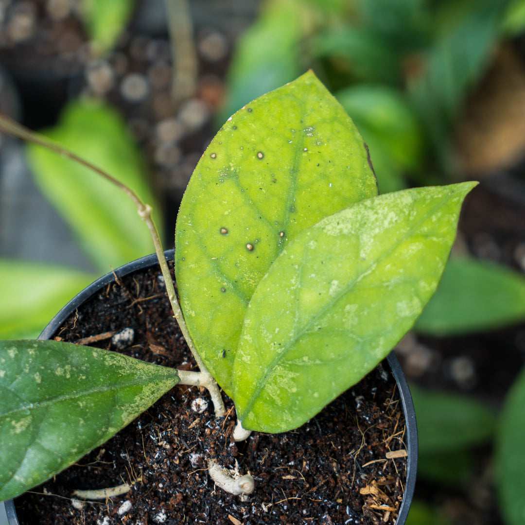 Hoya Lambii splash