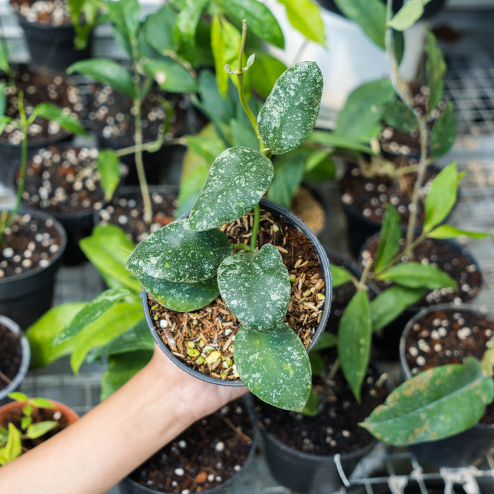 Hoya Waymaniae splash