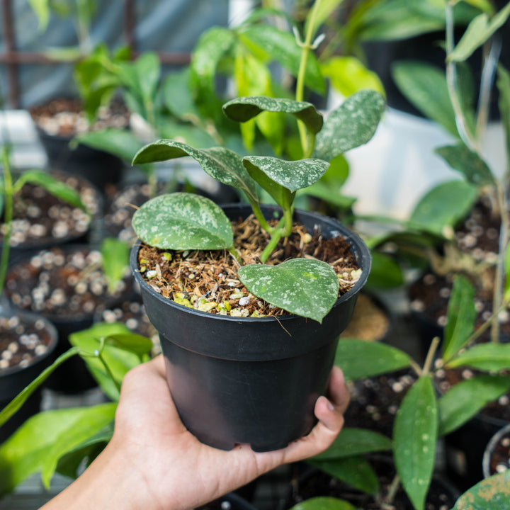 Hoya Waymaniae splash