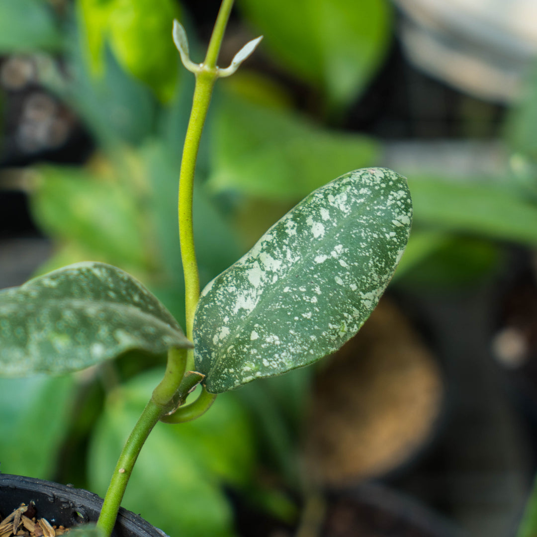 Hoya Waymaniae splash