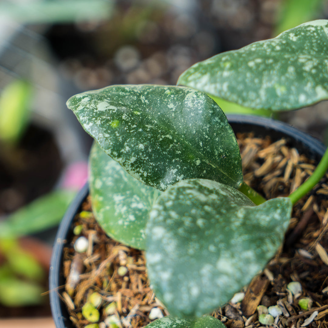 Hoya Waymaniae splash